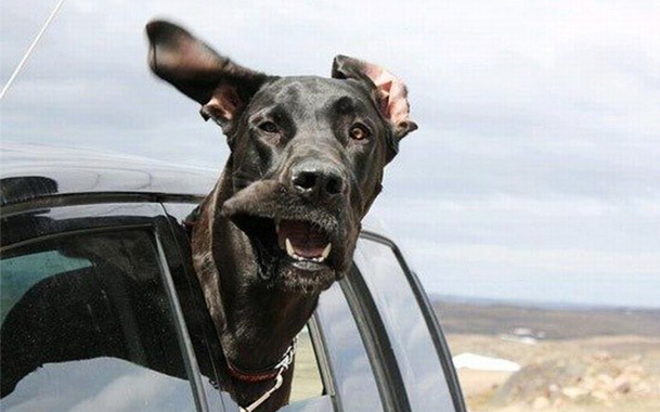 Собака и автомобиль